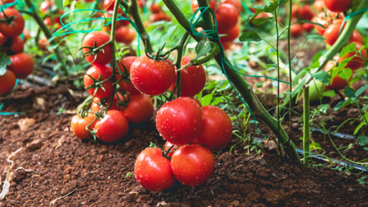 Üretici kan ağlıyor: Domatesin kilosu tarlada 3 liraya kadar düştü