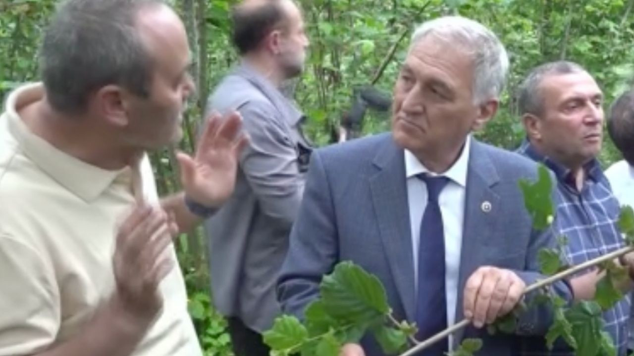 Zirai don fındığı vurdu! TBMM Komisyonu sahada inceleme yaptı