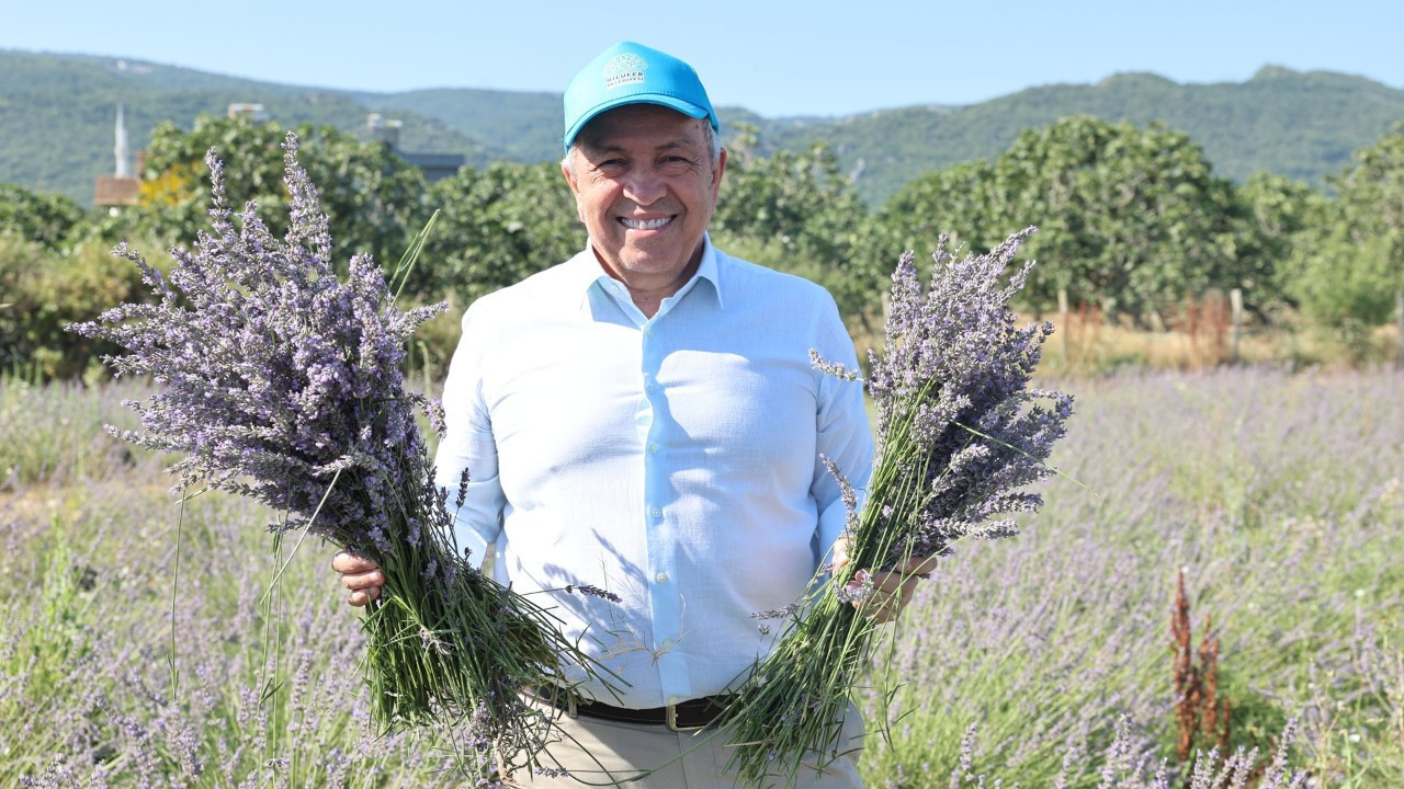 Nilüfer’de lavanta hasadı başladı
