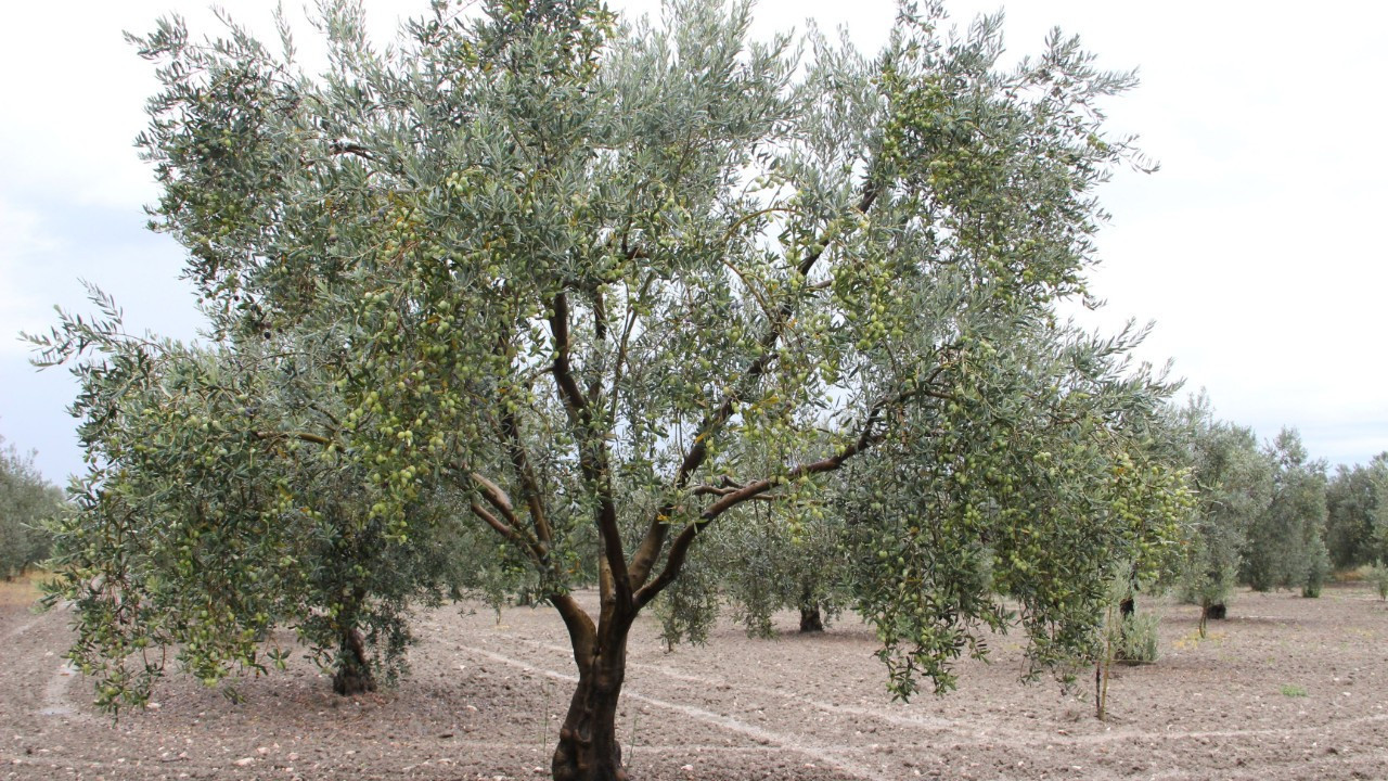 Muğla borsa ve odalarından Zeytin Yasası’na ortak tepki