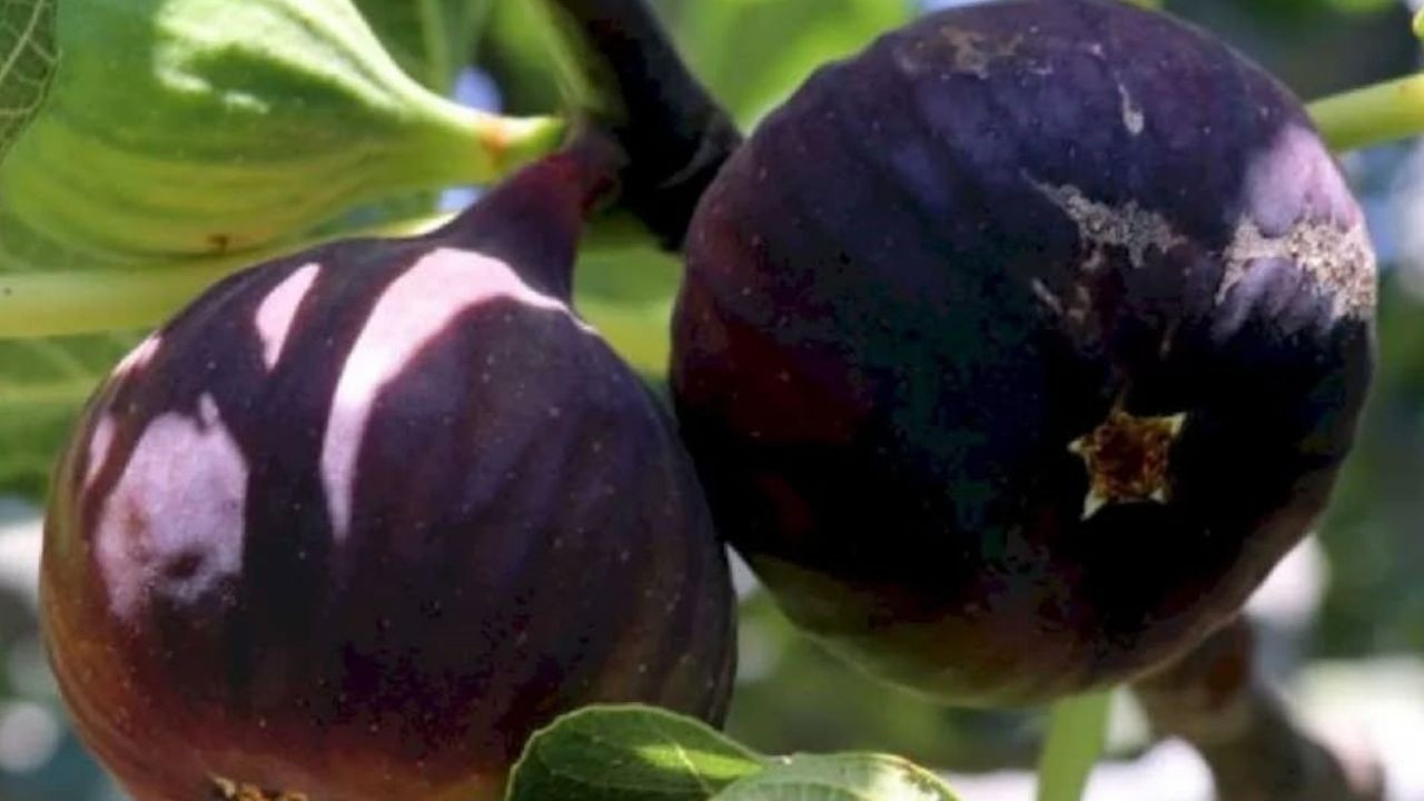 İncirde hasat ve ihracat tarihi belli oldu