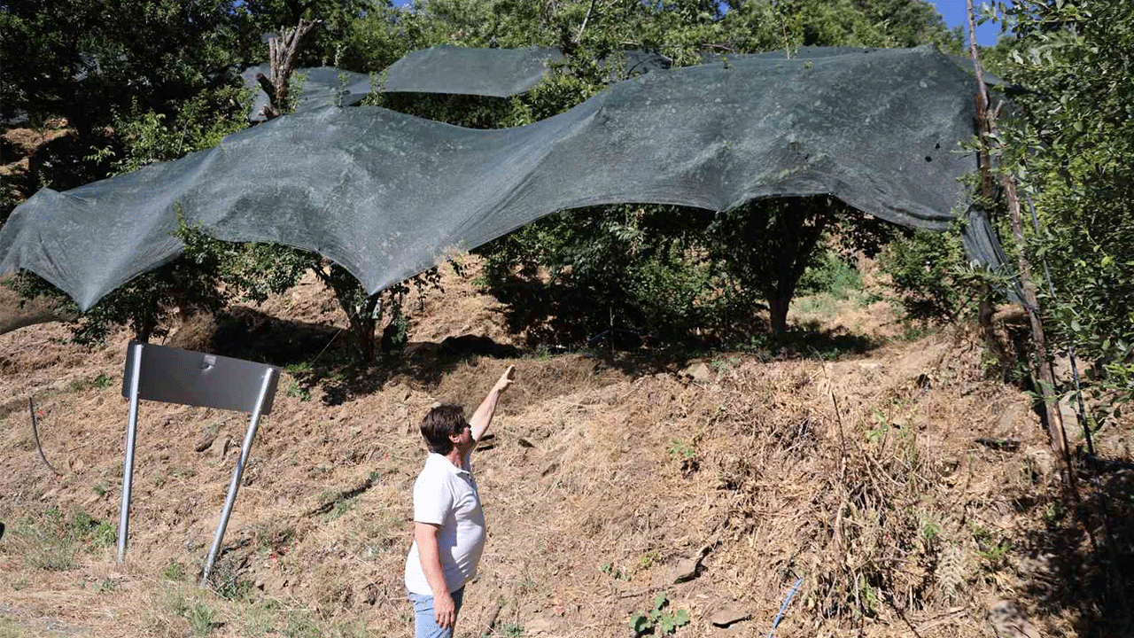 Geçen yıl toplanmayan meyveler bu yıl koruma altına alındı