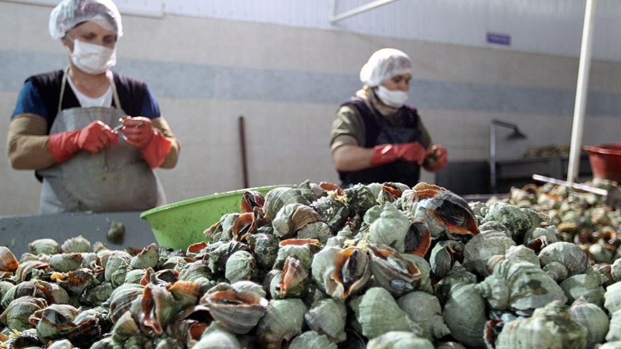 Deniz salyangozu ihracatı Türkiye'ye altı ayda 4,5 milyon dolar kazandırdı