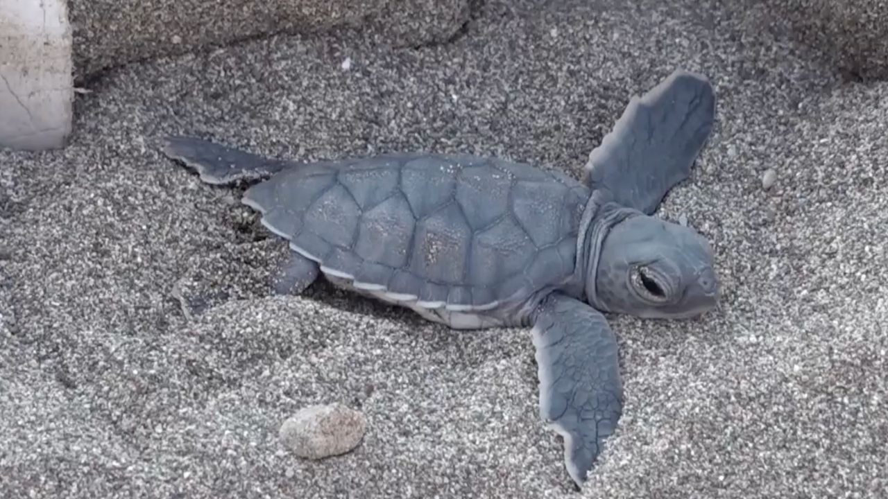 Kumsalda mucizevi anlar! Yumurtadan çıkan deniz kaplumbağaları denizle buluştu