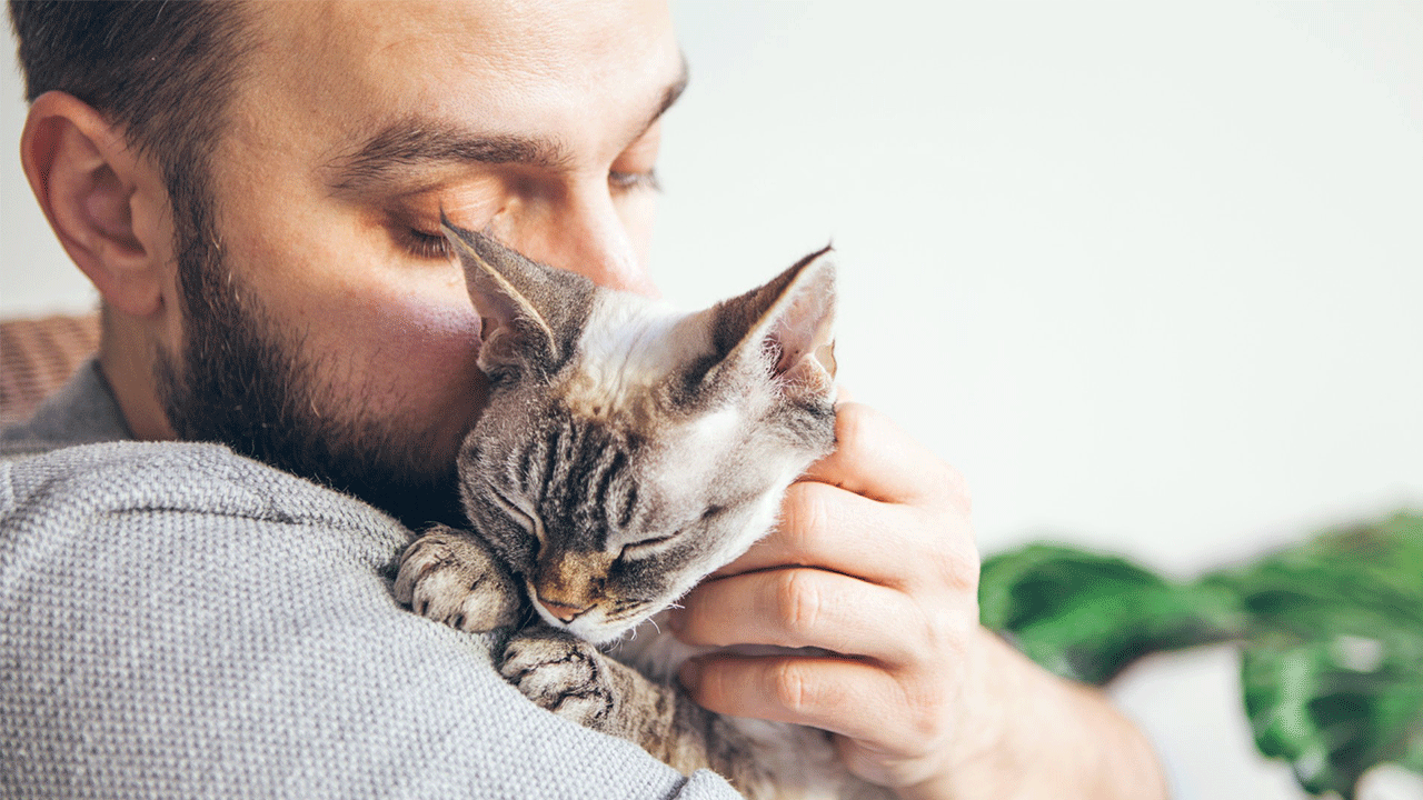 Hayatımıza katkıları sadece sevgiyle sınırlı değil: Kediler, sahiplerinin yaşam süresini uzatıyor