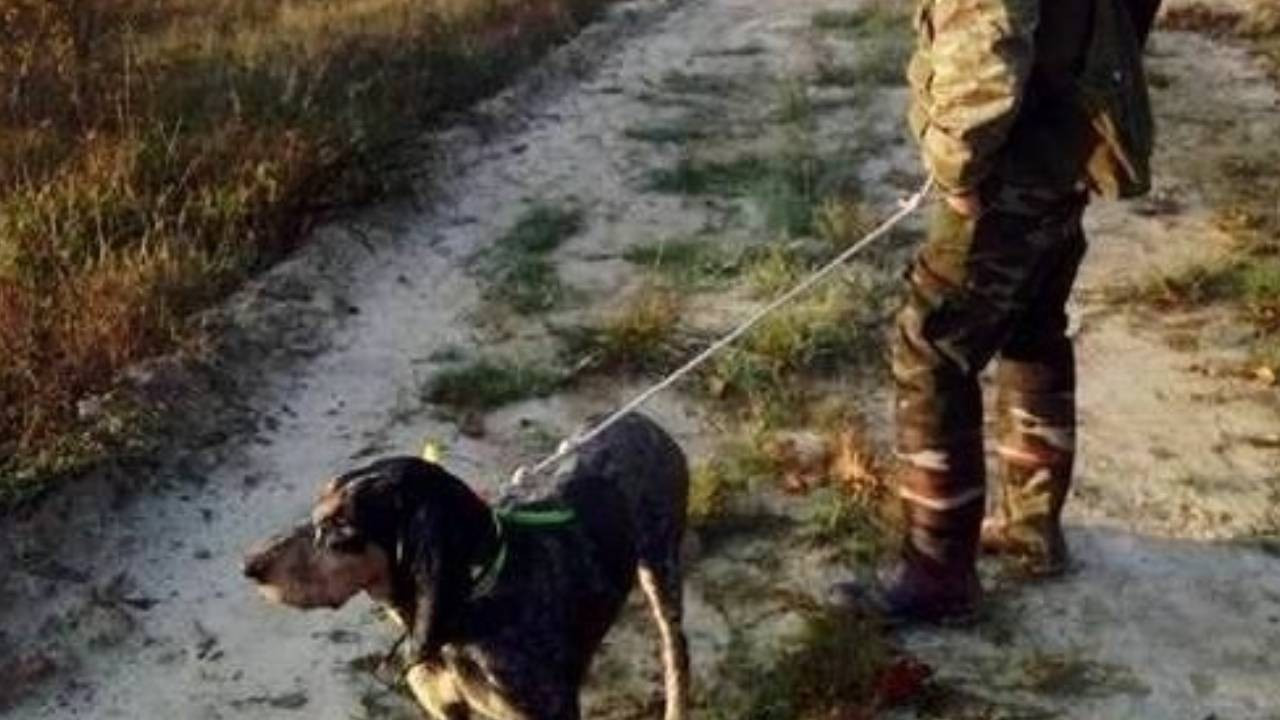 Orman yangınlarından etkilenen alanlarda av yasağı Orman yangınlarından etkilenen alanlarda av yasağı