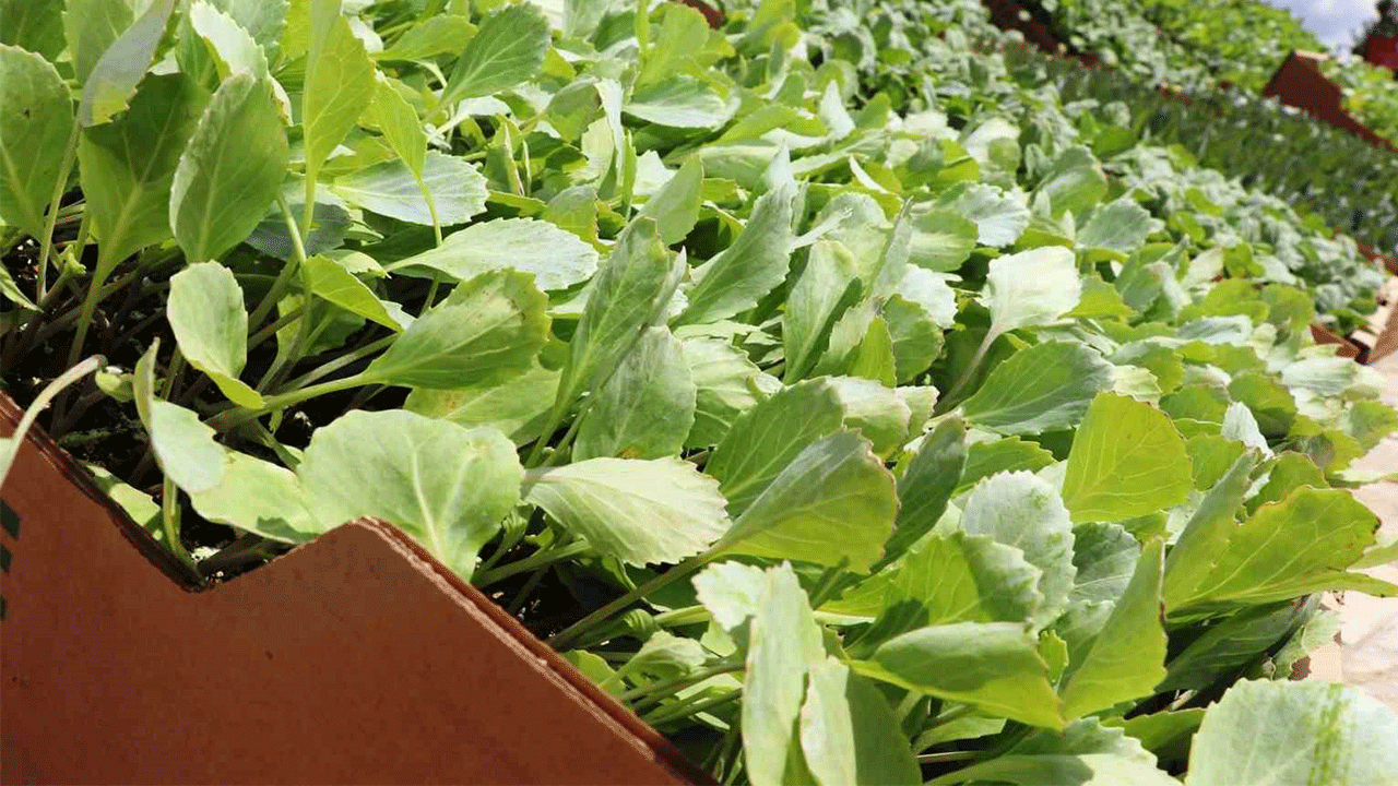 Bafra Ovası ihracata yönelik sebze üretimine hazırlanıyor