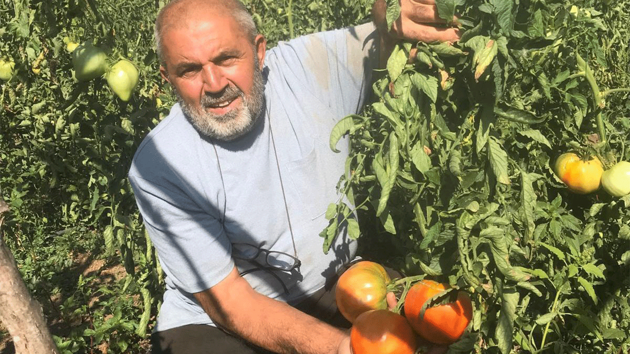 Samsunlu üretici, nadir ata tohumlarından domates üretiyor