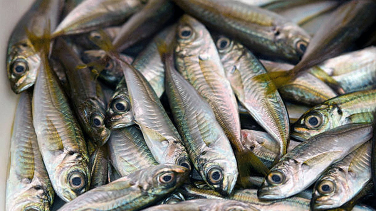 Balıkçılar sezona hamsi ve istavrit bereketiyle başlıyor