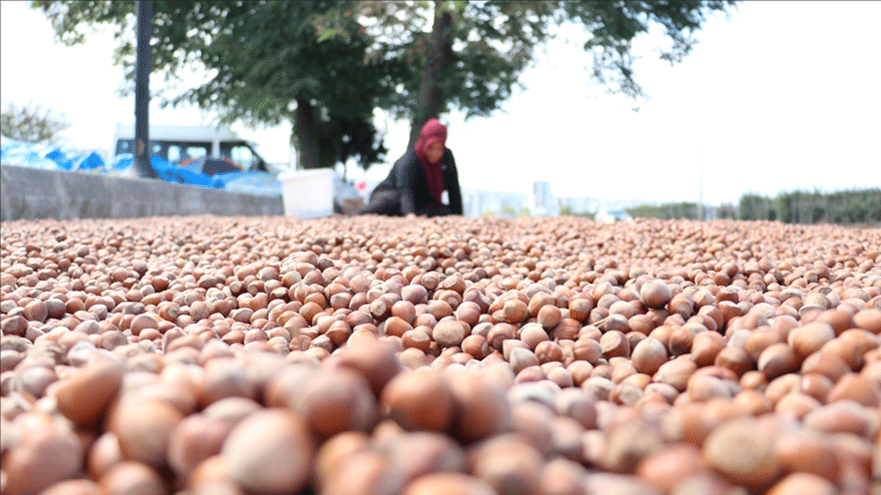 Sahil yolu fındıkla renklendi: Kurutma işleri başladı