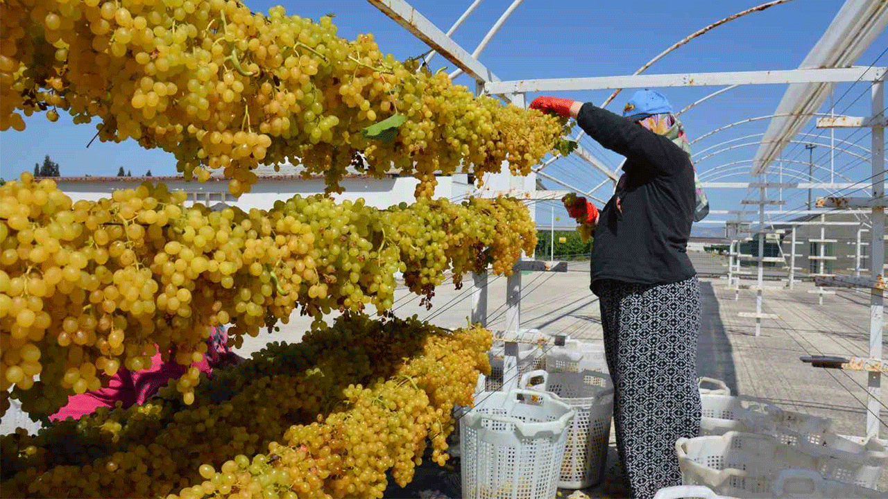 Tel sergi uygulaması üzümün kalitesini artırıyor