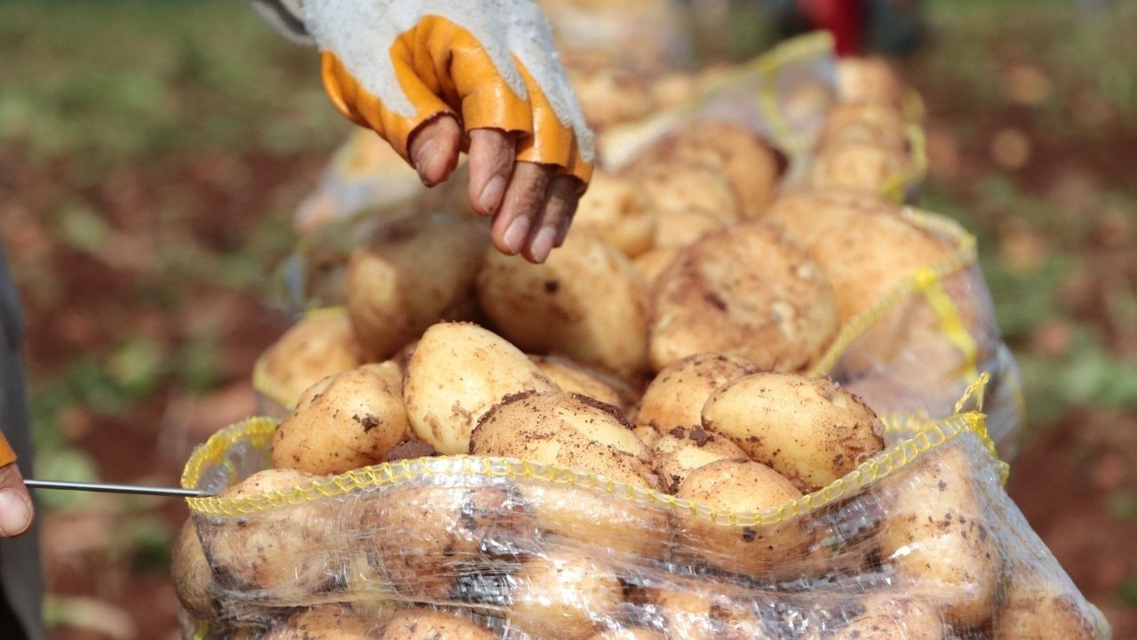 Ağustosta en çok ucuzlayan ürün patates oldu
