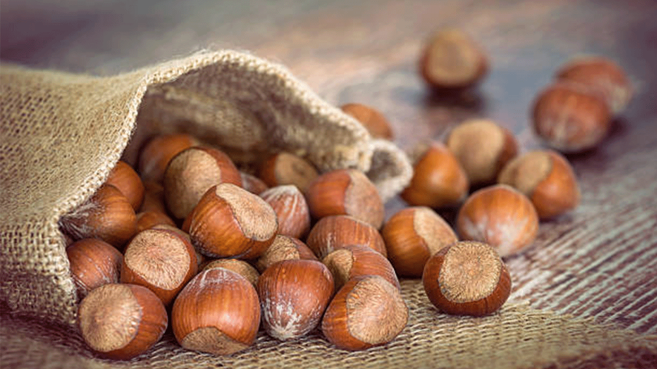 Fındıkta kritik soğuklama süreci karla desteklendi