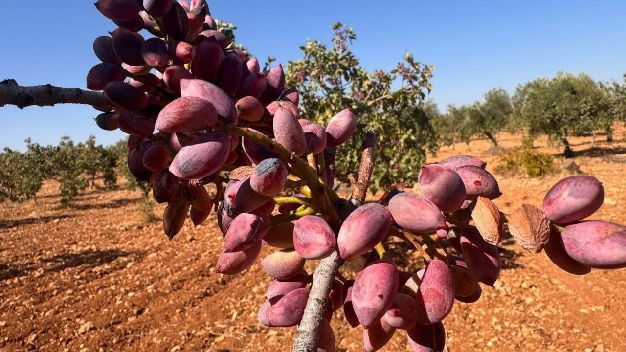 Fiyatı yüzde 500 arttı! Şanlıurfa fıstığının fiyatı üreticide 700 TL’yi buldu