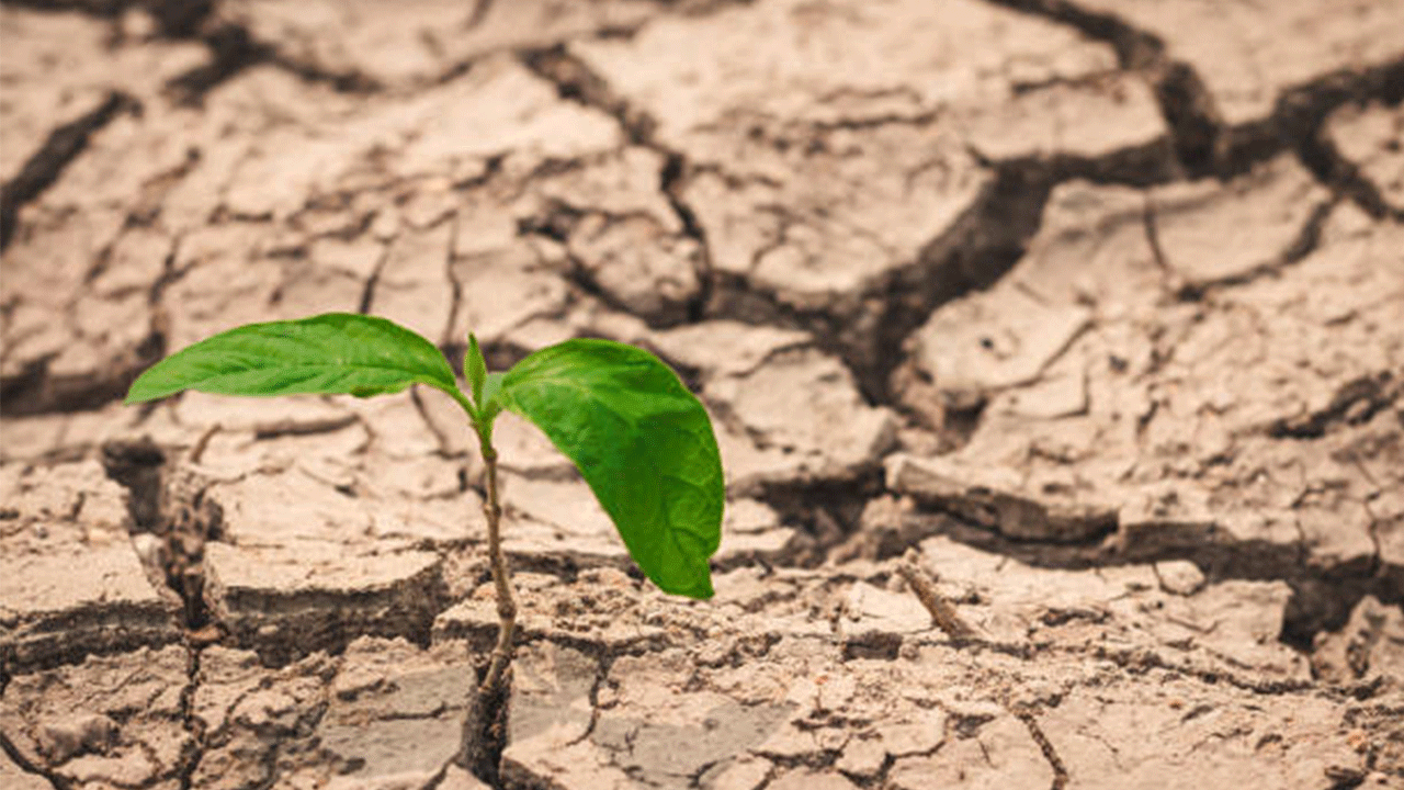 Kuraklıkla mücadelede “anıza ekim” önerisi