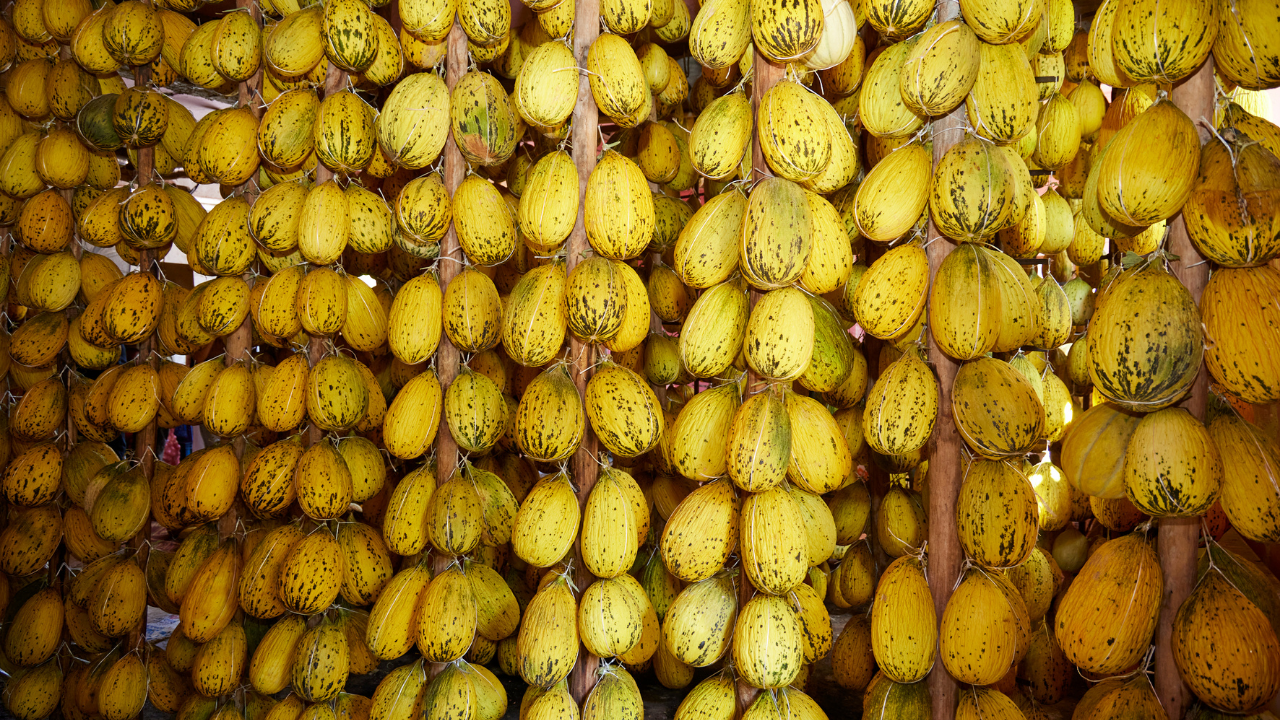 Metro Türkiye, Kırkağaç’ta ‘Yerelin İzinde’