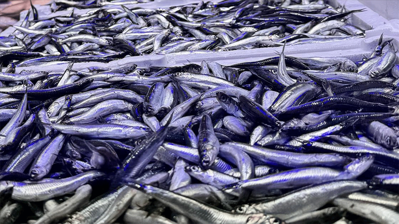 Kasım ayında balık tezgâhlarının yıldızı hamsi oldu