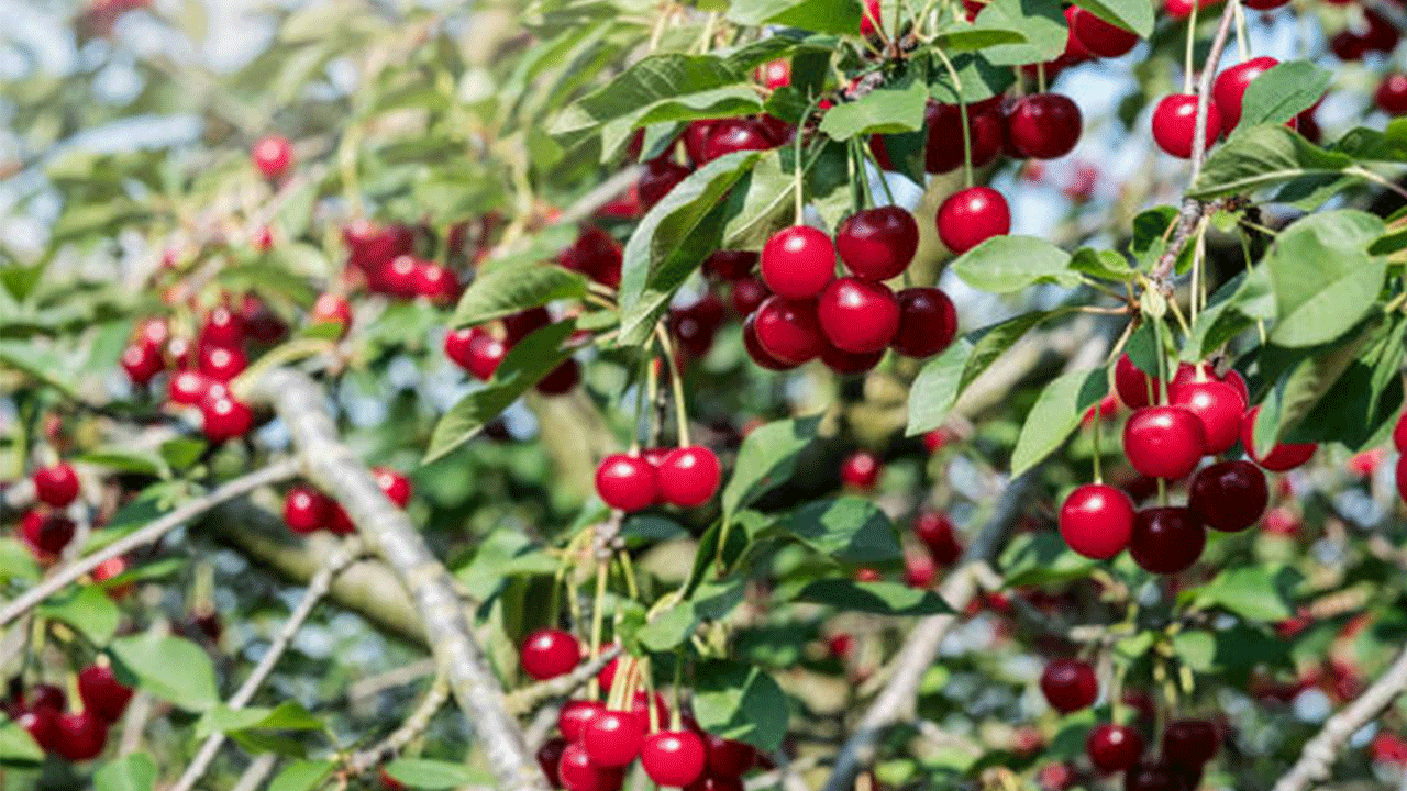 5 milyon dolarlık büyük kayıp! Tokat’ın özel kirazı bu yıl dalda kaldı