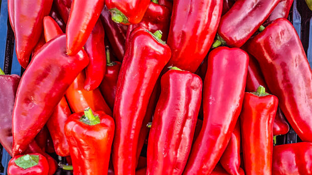 Batı Akdeniz'in ihracat şampiyonu biber oldu