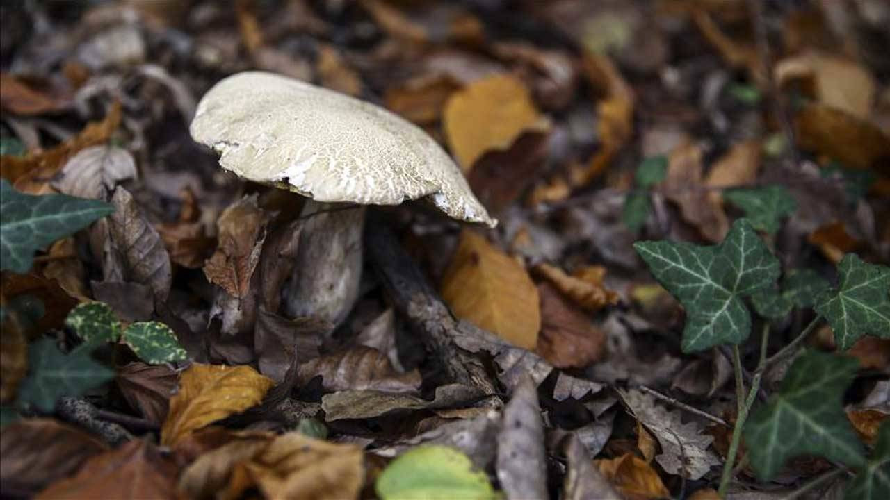 Kastamonu Sağlık Müdürlüğü’nden mantar zehirlenmesi uyarısı