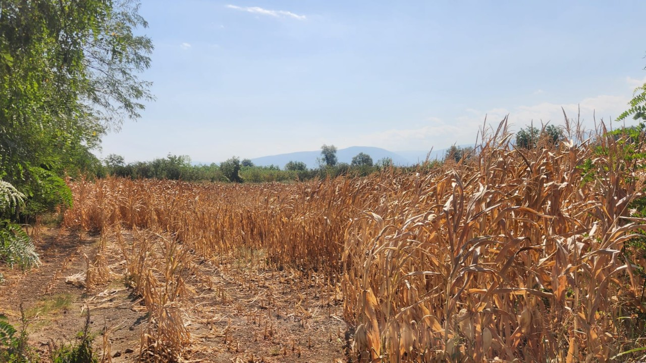 Kuraklık Düzce’de mısır rekoltesini düşürdü