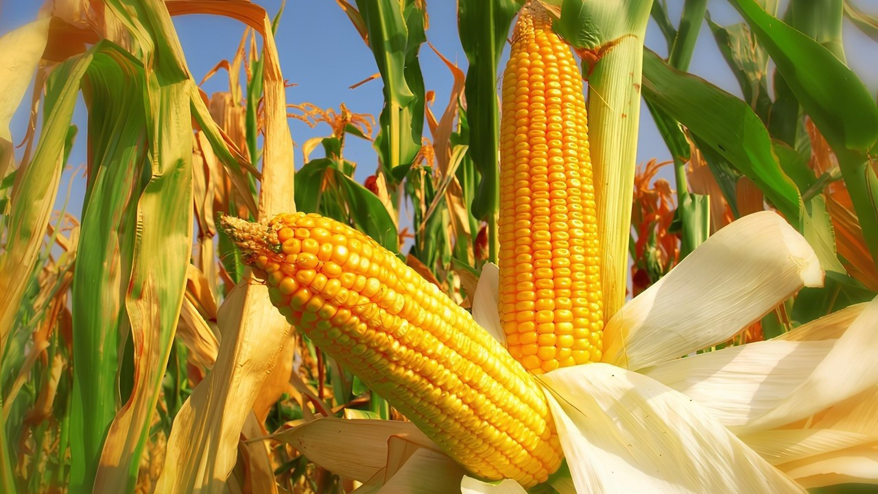 Türkiye, Ukraynalı çiftçiyi kara kara düşündürüyor