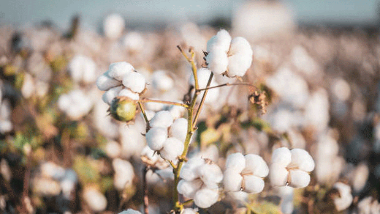 UPK Başkanı Çondur: “Pamukta girdi maliyetlerinin yüksekliği üretimden vazgeçme riskini artırıyor”