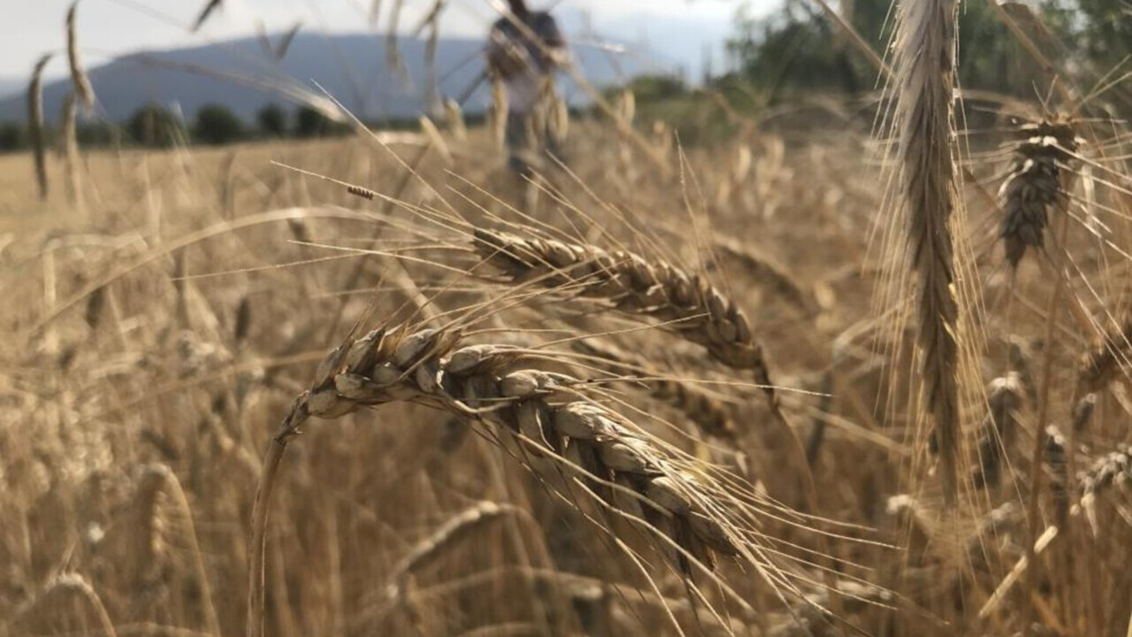 Küresel hububat arzında tarihi zirve: 3 milyar tonluk rekor beklentisi