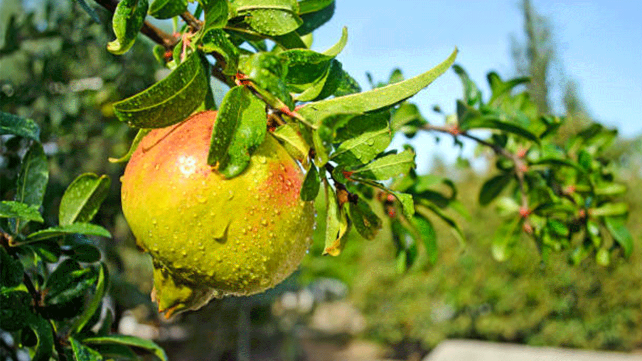 Coğrafi işaretli nar, Antalya’da dalından toplanıyor