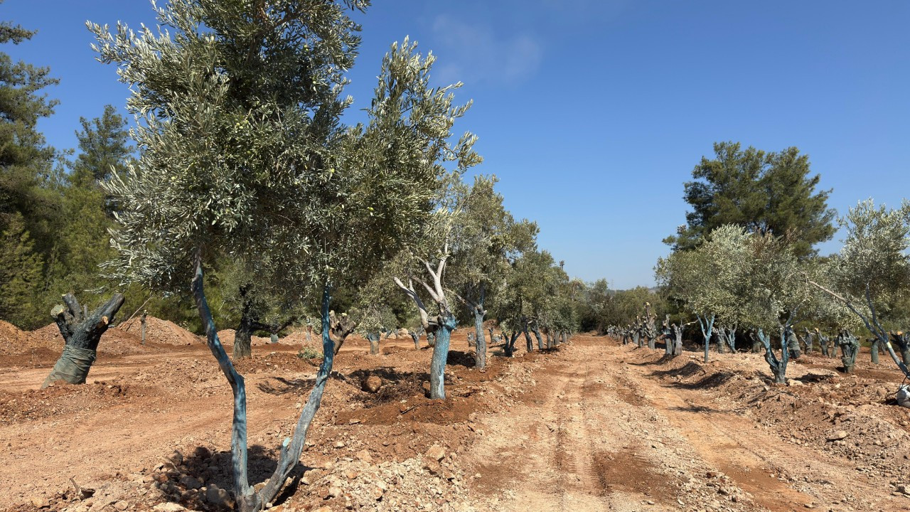 Yeniköy-Kemerköy Enerji, zeytin ağaçlarını taşımaya “bilim”le başladı