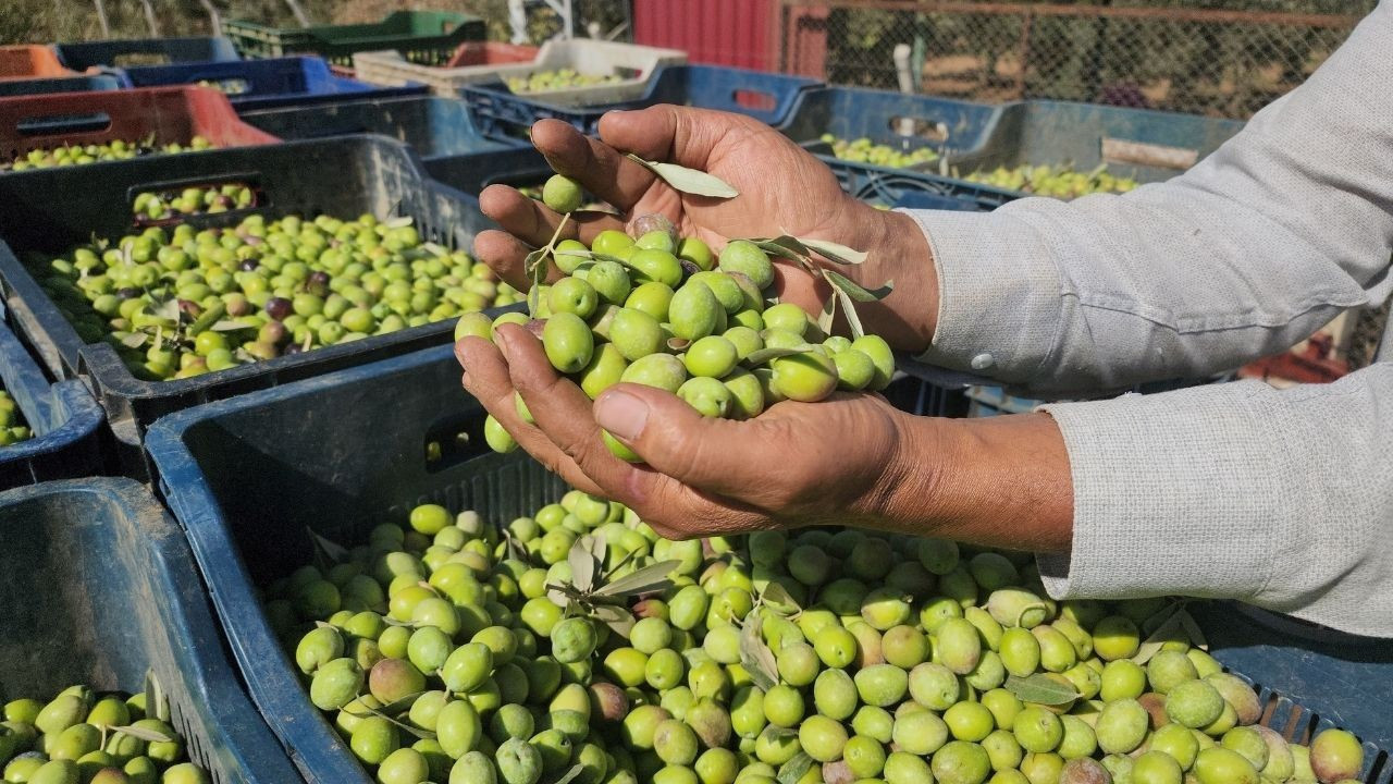 Sofralık zeytin hasadı başladı! Tarlada kilogram fiyatı 55 TL’den alıcı buluyor