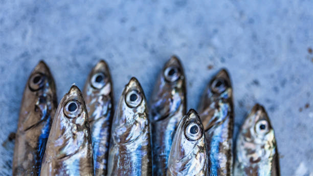 Hamsi, yılın 9 ayında 19 farklı ülkeye ihraç edildi