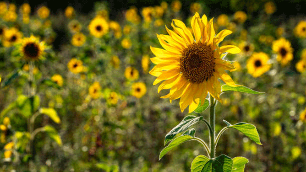 Bayburt’ta çerezlik ayçiçeği üretiminde artış, çiftçilerin yüzünü güldürdü.