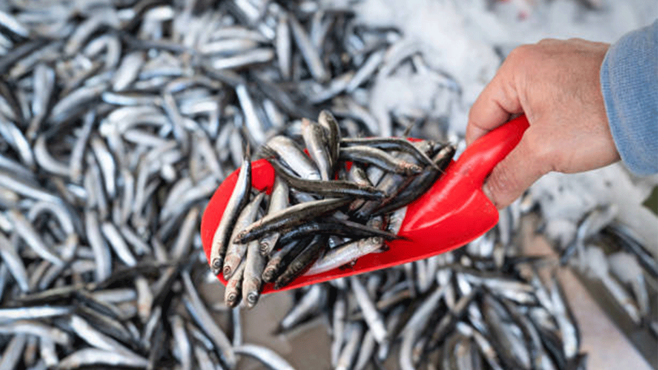Denizsiz şehirde hamsi bereketi: Kilosu 50 TL’ye düşünce tezgahlar boşaldı