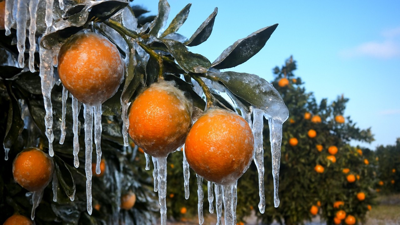 Üreticilere 717 milyon lira don zararı ödemesi yapılıyor