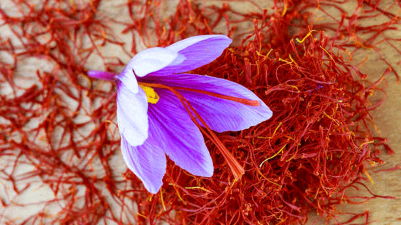 AB onaylı 'Kırmızı altın' hasadı sürüyor