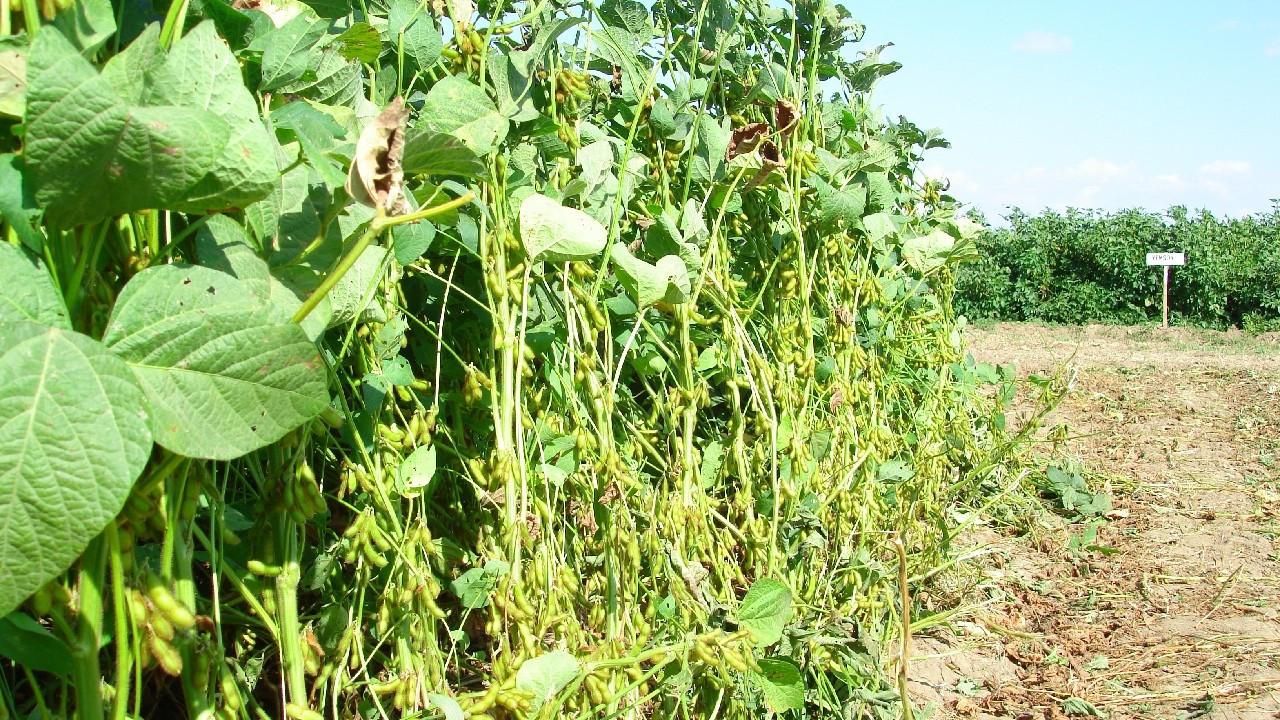 ABD-Çin görüşmelerine damgasını vurdu: Soya fasulyesinin stratejik önemi!