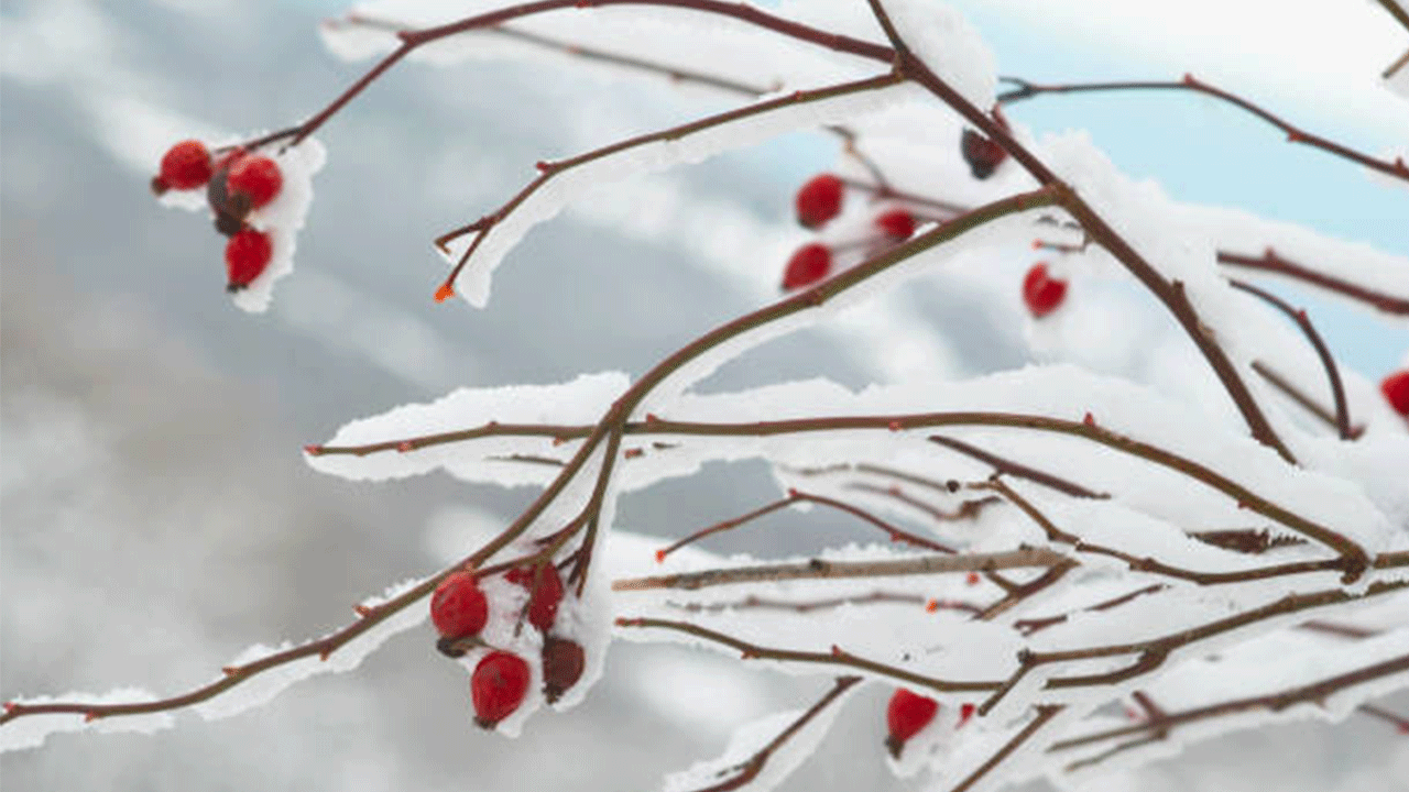 Bakan Yumaklı: Dondan etkilenen üreticilere 1,7 milyar lira destek verilecek