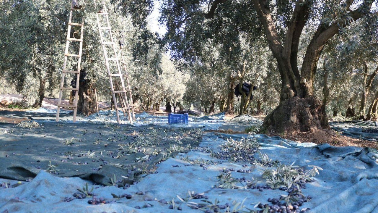 Marmarabirlik, ürün alım fiyatlarını açıkladı