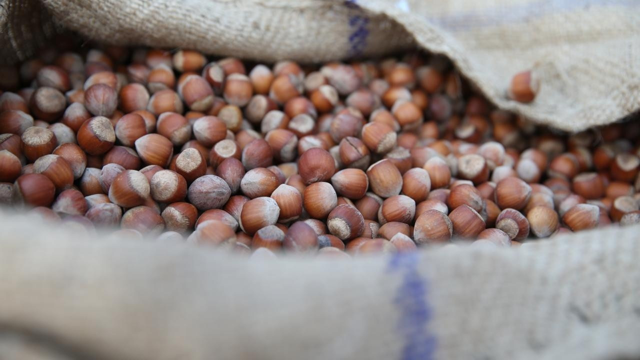 Ferrero, 30 bin ton kabuklu fındık alacak