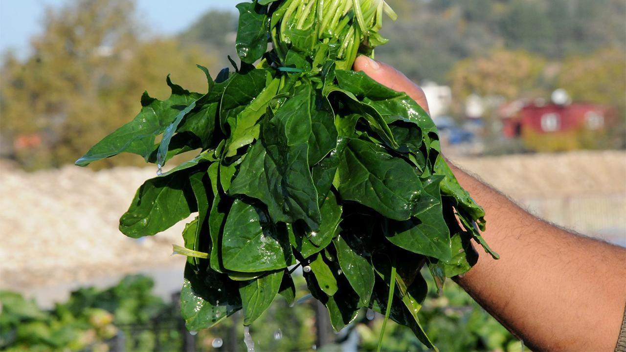Yedikleri ıspanağa karışan "güzelavrat" otu nedeniyle aynı aileden 11 kişiyi zehirlendi