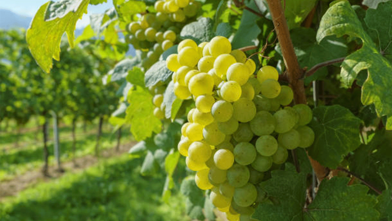 Manisa’nın altın taneleri: Sultaniye üzümünde hasat sona eriyor