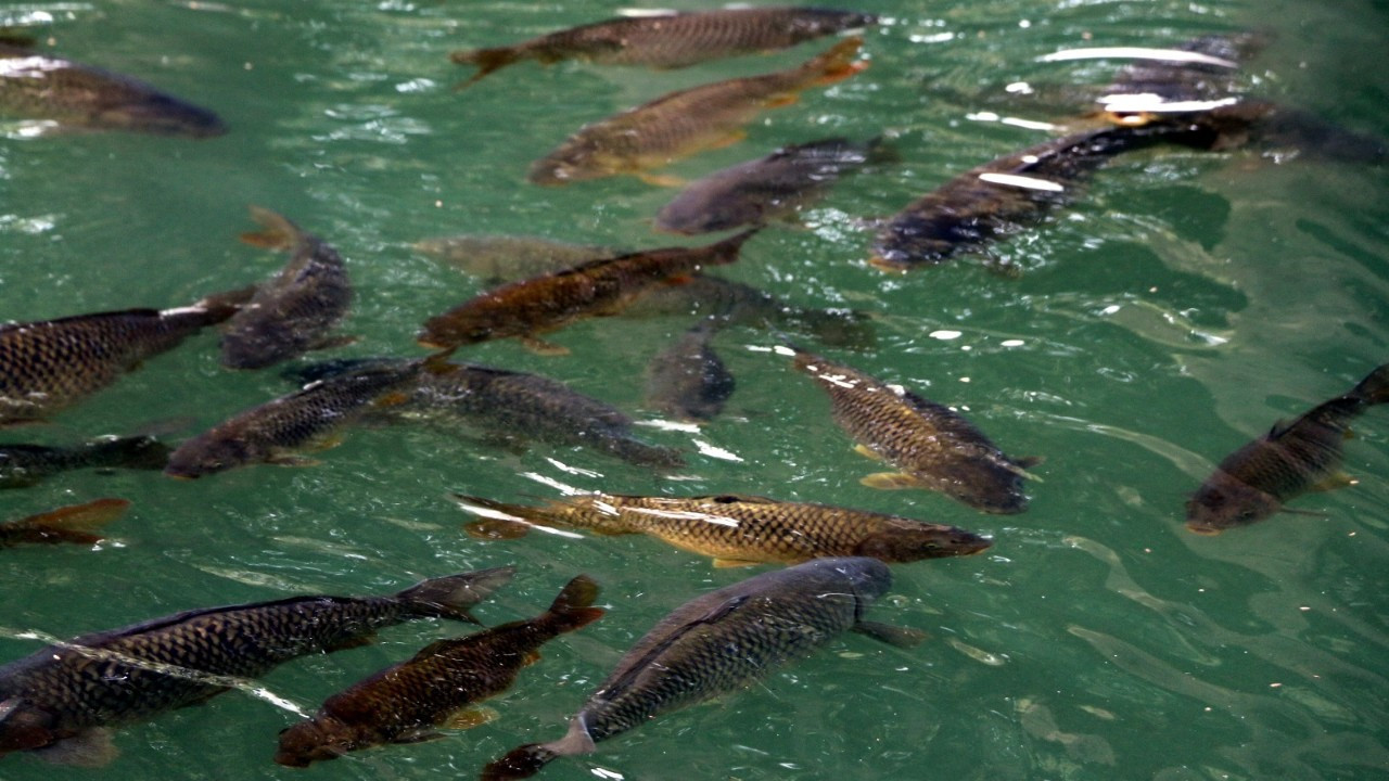 Avrupa’nın ilk su ürünleri OTB’si yatırımcıya hazır