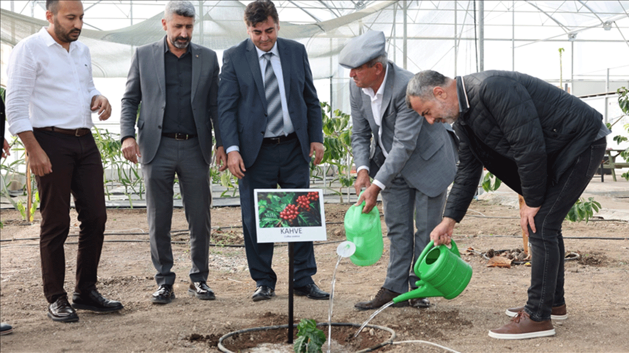Kumluca’da tropikal meyve serasında kahve fidanı deneme ekimi gerçekleştirildi