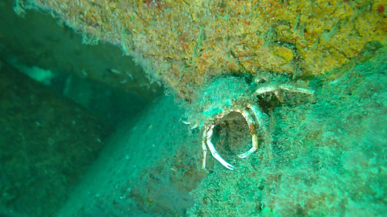 Marmara Adaları Yapay Resif Projesi, tür çeşitliliğini yüzde 21 artırdı