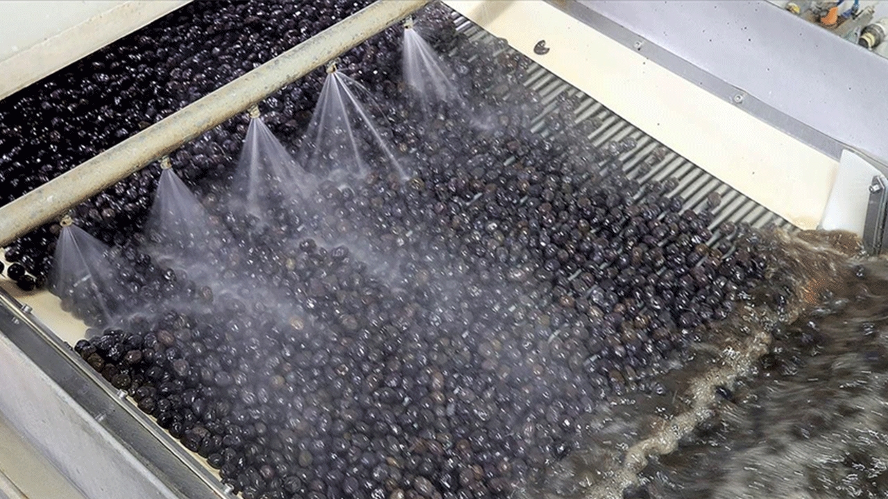 Türk zeytinini dünyaya taşıyan Marmarabirlik’in yeni rotası Orta Doğu