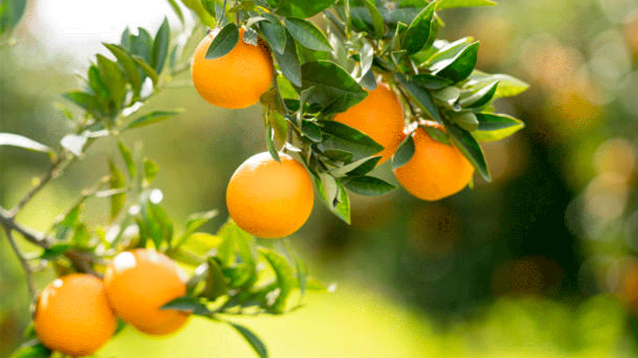 Finike portakalında hasat heyecanı başladı: Coğrafi işaretli ürüne yoğun ilgi