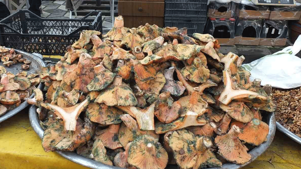 Burhaniye’de yağmur yağdı, dağlar mantarla dolup taştı