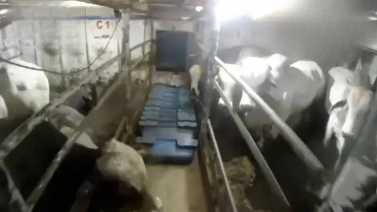 Kokain inekleri: Uyuşturucu kartellerinin yeni yöntemi!