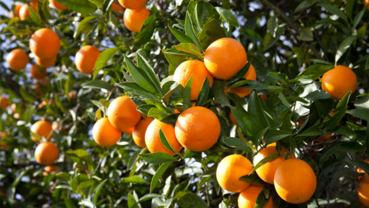 Ordu’da narenciye hasadı bölgeye canlılık getirdi